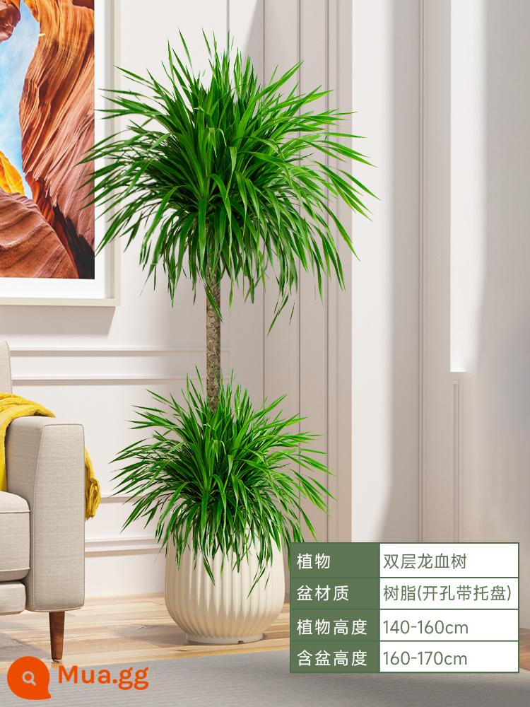 Dracaena chậu cây xanh trong nhà phòng khách lớn cây cảnh lớn hoa thật rồng sắt rồng râu cây văn phòng sàn nhà máy - Hai lớp ⭐Dracaena cao 140-160cm [màu trắng ngà] kèm khay