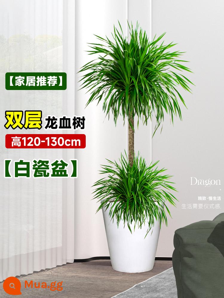 Dracaena chậu cây xanh trong nhà phòng khách lớn cây cảnh lớn hoa thật rồng sắt rồng râu cây văn phòng sàn nhà máy - [Khuyến nghị tại nhà] Chậu sứ trắng hai tầng Cây Huyết Long cao 120-130cm