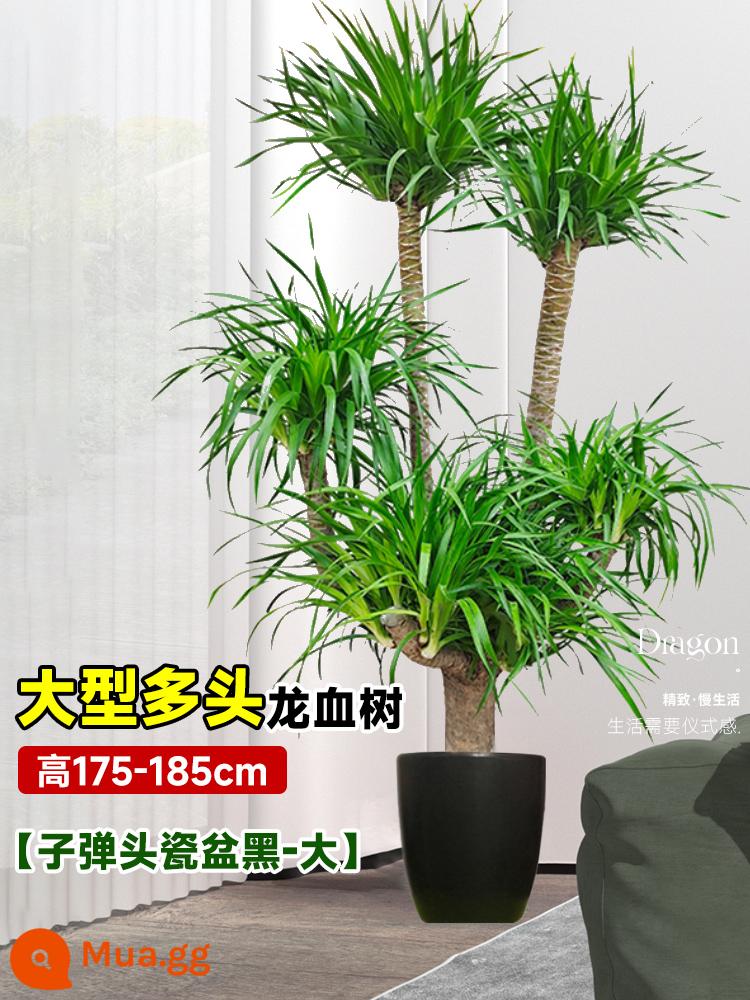 Dracaena chậu cây xanh trong nhà phòng khách lớn cây cảnh lớn hoa thật rồng sắt rồng râu cây văn phòng sàn nhà máy - Cây máu rồng nhiều đầu lớn 175-185cm [chậu sứ viên đạn đen-lớn]