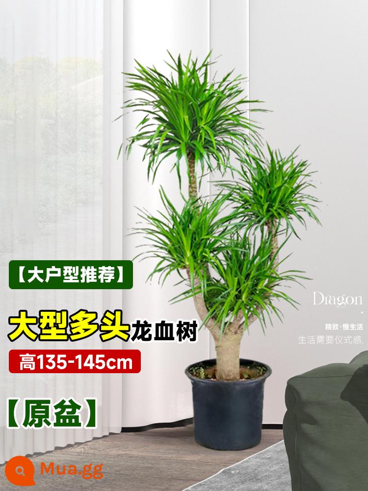 Dracaena chậu cây xanh trong nhà phòng khách lớn cây cảnh lớn hoa thật rồng sắt rồng râu cây văn phòng sàn nhà máy - [Khuyến nghị cho cảnh vuông lớn] Cây máu rồng nhiều đầu lớn gốc 135-145cm