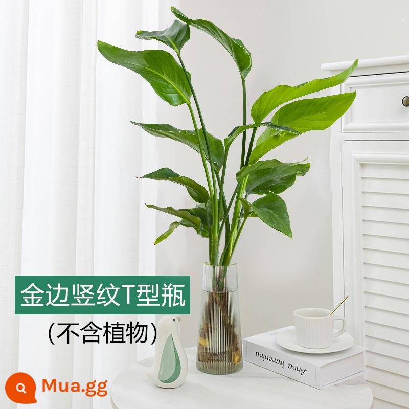 Chim thiên đường cây thủy canh hoa trong nhà phòng khách để bàn tốt để nuôi cây xanh trong chậu Strelitzia reginae hấp thụ formaldehyde mùa thu đông - [Không có thực vật] Chai chữ T sọc dọc viền vàng (0722)