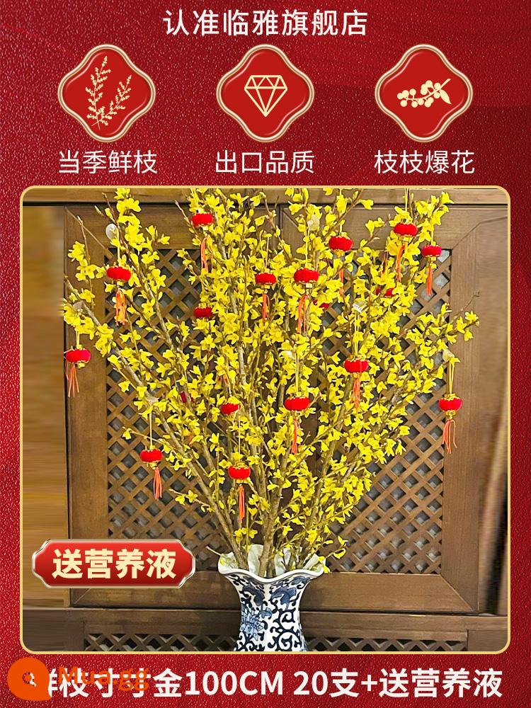 Inch Hoa Vàng Cây thủy canh Forsythia Cành khô Cắm hoa Phòng khách Cành tươi Thủy canh Hoa tươi cắt đêm giao thừa - [Bu Bu Sheng Jin] Nhánh Cun Cun Jin tươi 100cm 20 miếng + (Miễn phí dung dịch dinh dưỡng)