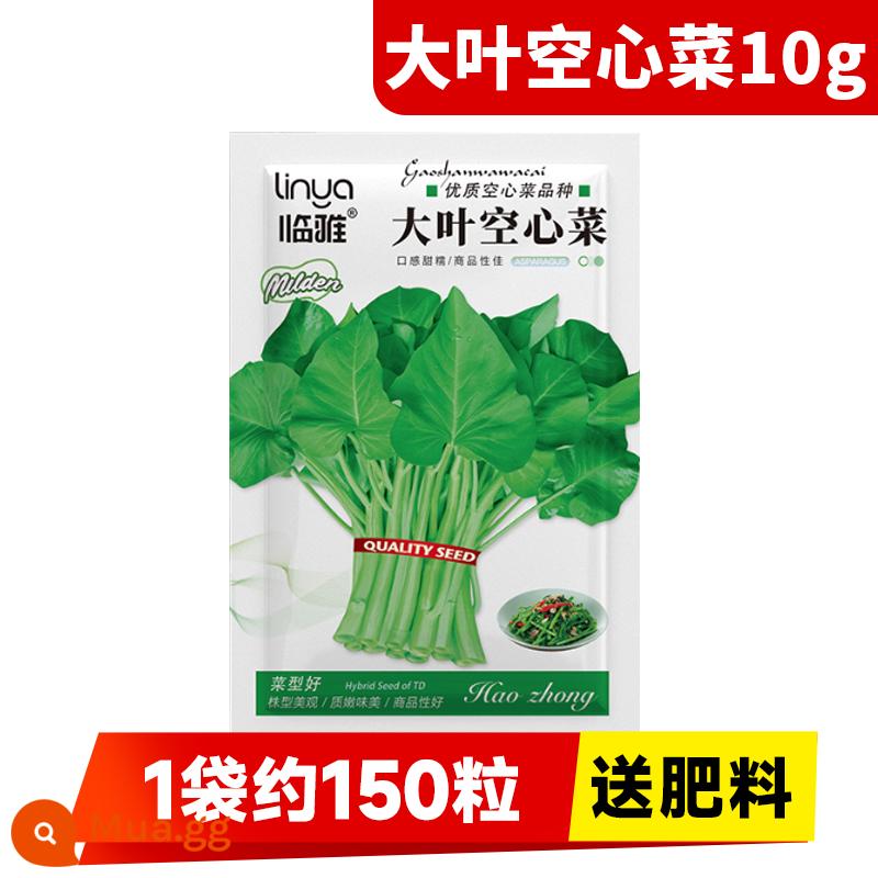 Hạt giống rau muống ba chĩa cho ban công bốn mùa trồng hạt giống rau, hạt mì ống thủy canh lá to và cây giống năng suất cao - [Thương mại tốt] Rau muống lá lớn Linya 10g (khoảng 150 miếng trong 1 túi, không bón phân)