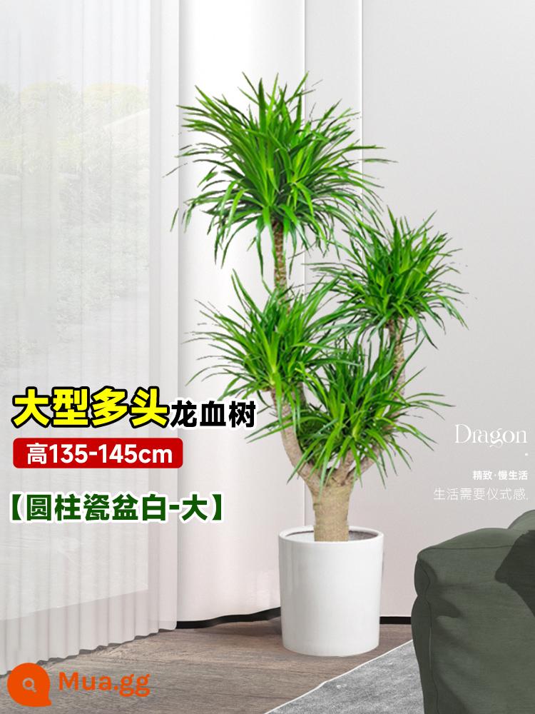 Dracaena chậu cây xanh trong nhà phòng khách lớn cây cảnh lớn hoa thật rồng sắt rồng râu cây văn phòng sàn nhà máy - Cây huyết rồng nhiều đầu lớn 135-145cm [chậu sứ trụ trắng-lớn]