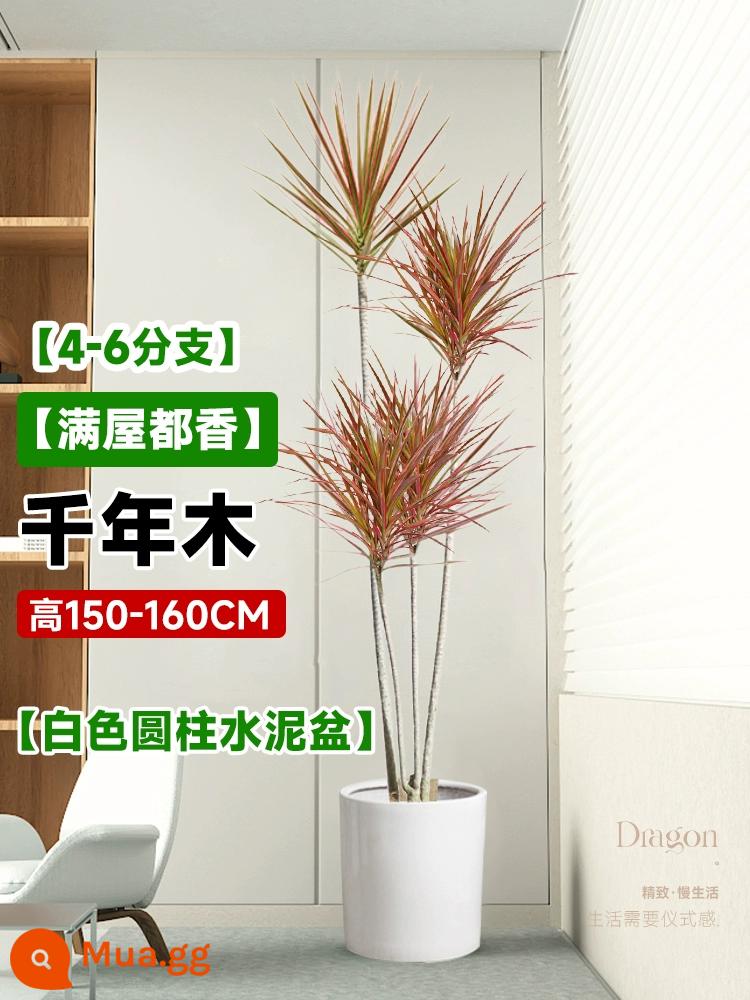 Dracaena chậu cây xanh trong nhà phòng khách lớn cây cảnh lớn hoa thật rồng sắt rồng râu cây văn phòng sàn nhà máy - Millennium Wood 4-6 đầu 1.5-1.6 mét - chậu xi măng trụ trắng