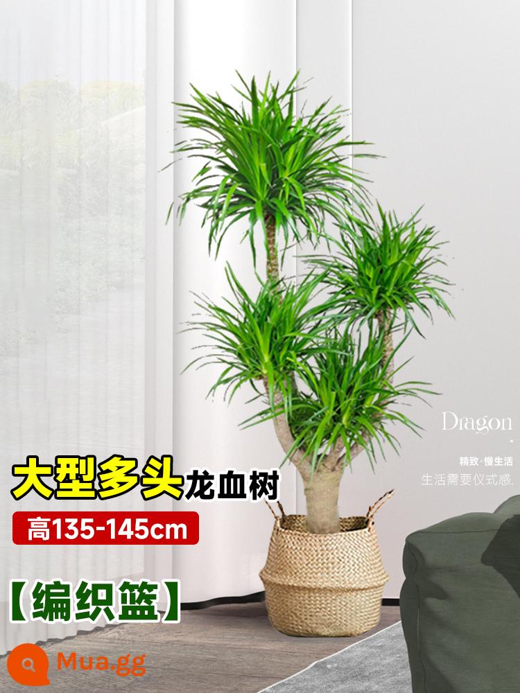 Dracaena chậu cây xanh trong nhà phòng khách lớn cây cảnh lớn hoa thật rồng sắt rồng râu cây văn phòng sàn nhà máy - Cây huyết dụ nhiều đầu lớn 135-145 cm [giỏ đan]