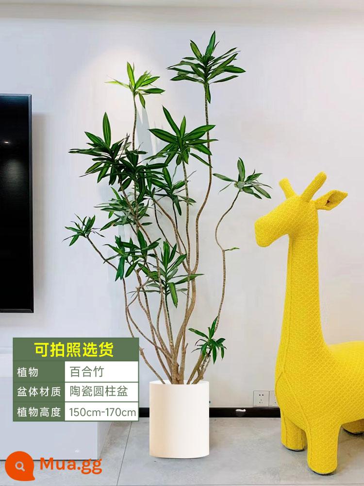 Golden Heart Lily Bamboo Cây xanh thực sự Cây lớn trong nhà Chậu cây Phòng khách Cây cảnh đặt trên sàn Văn phòng Cây huyết dụ Dễ bảo trì - [Giao hàng tận nhà] Cây tre hoa huệ sang trọng nhẹ 150-170cm [Chậu trụ sứ trắng]