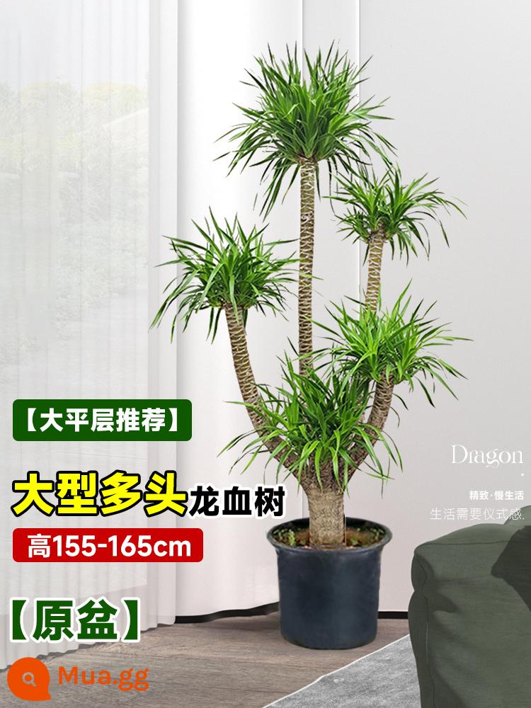 Dracaena chậu cây xanh trong nhà phòng khách lớn cây cảnh lớn hoa thật rồng sắt rồng râu cây văn phòng sàn nhà máy - [Khuyến nghị cho sàn phẳng lớn] Cây huyết long nhiều đầu lớn nguyên bản 155-165cm