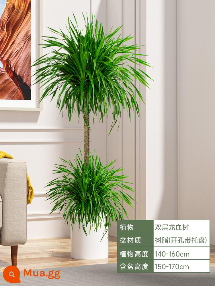 Dracaena chậu cây xanh trong nhà phòng khách lớn cây cảnh lớn hoa thật rồng sắt rồng râu cây văn phòng sàn nhà máy - Hai tầng ⭐ Cây huyết dụ cao 140-160cm [Bình nhựa thẳng màu trắng] kèm khay