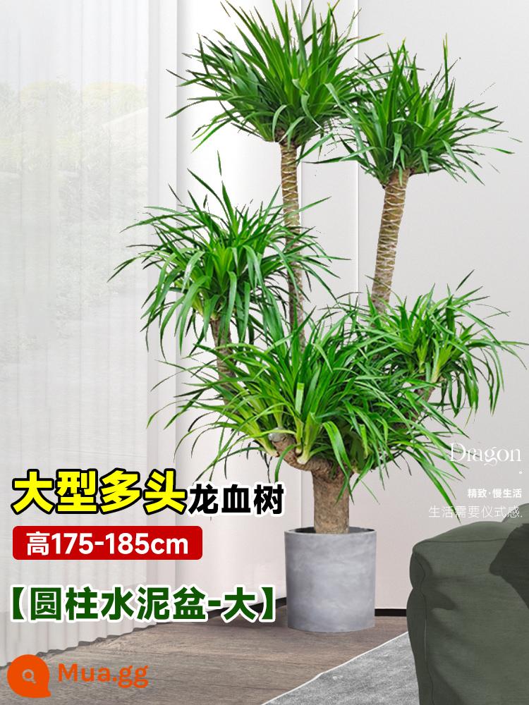 Dracaena chậu cây xanh trong nhà phòng khách lớn cây cảnh lớn hoa thật rồng sắt rồng râu cây văn phòng sàn nhà máy - Cây huyết long nhiều đầu lớn 175-185cm [chậu xi măng trụ lớn]