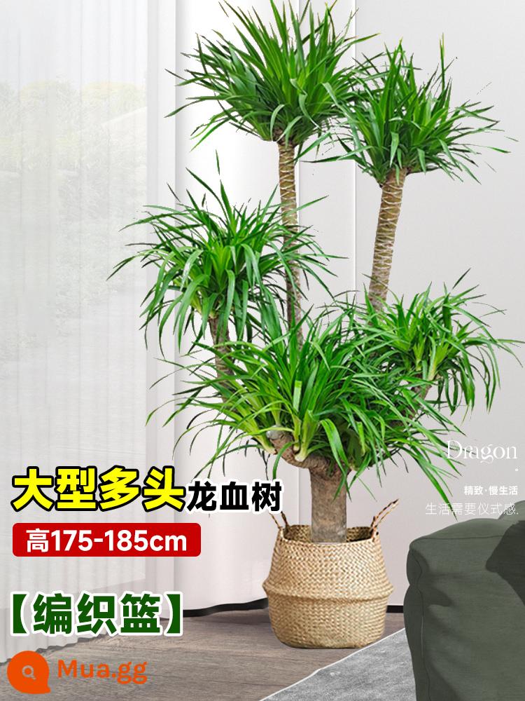 Dracaena chậu cây xanh trong nhà phòng khách lớn cây cảnh lớn hoa thật rồng sắt rồng râu cây văn phòng sàn nhà máy - Cây huyết dụ nhiều đầu lớn 175-185 cm [giỏ đan]