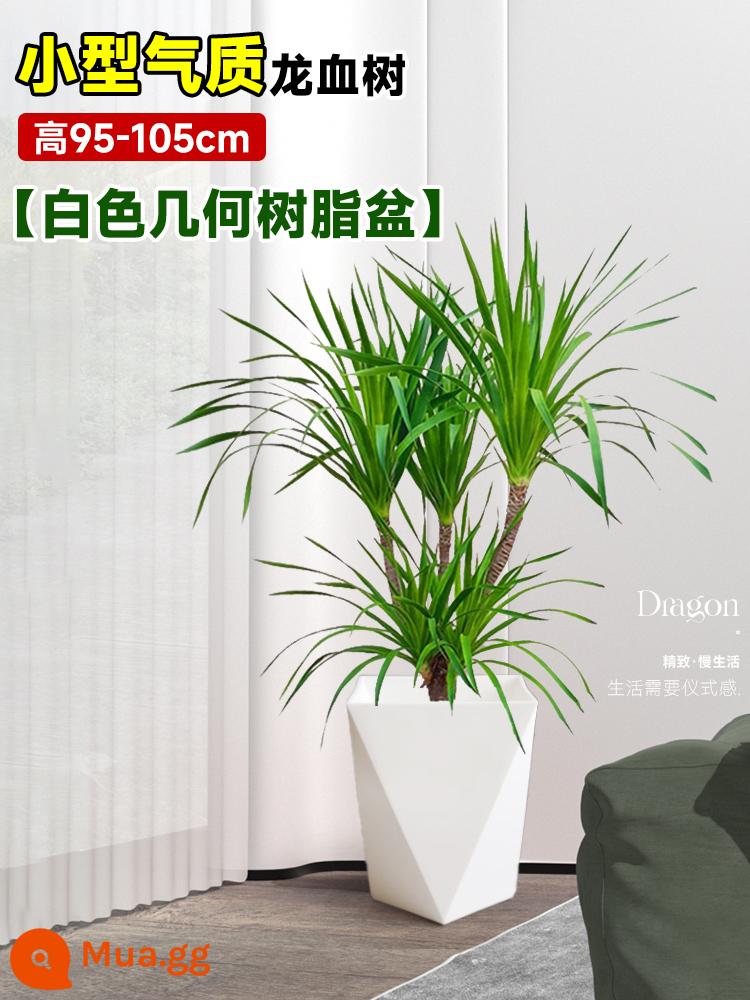 Dracaena chậu cây xanh trong nhà phòng khách lớn cây cảnh lớn hoa thật rồng sắt rồng râu cây văn phòng sàn nhà máy - Cây máu rồng tính khí nhỏ 95-105cm [chậu nhựa hình học màu trắng]