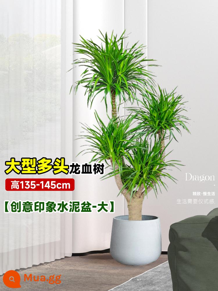 Dracaena chậu cây xanh trong nhà phòng khách lớn cây cảnh lớn hoa thật rồng sắt rồng râu cây văn phòng sàn nhà máy - Cây huyết rồng nhiều đầu lớn 135-145cm [Chậu xi măng bụng trắng - lớn]