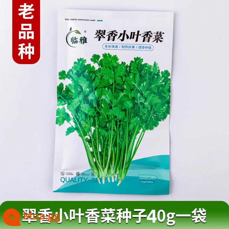 Bộ sưu tập đầy đủ hạt giống rau mùi vào mùa hè, cây giống trồng trong chậu hạt giống rau mùi, hạt giống rau mùi lá lớn, hạt giống cũ trên ban công vào tất cả các mùa - [Lá nhỏ rất thơm] Hạt rau mùi lá nhỏ Cuixiang 40g_túi giống cũ