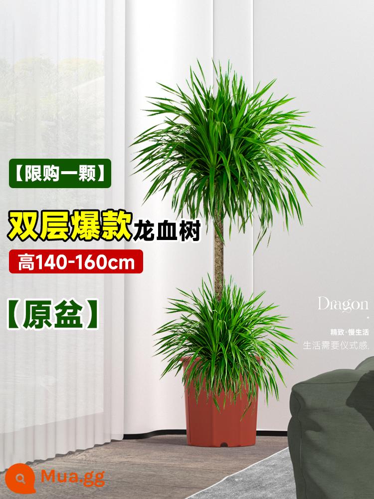 Dracaena chậu cây xanh trong nhà phòng khách lớn cây cảnh lớn hoa thật rồng sắt rồng râu cây văn phòng sàn nhà máy - [Giới hạn mua một chiếc] Chậu cây máu rồng phổ biến hai lớp nguyên bản cao 140-160cm