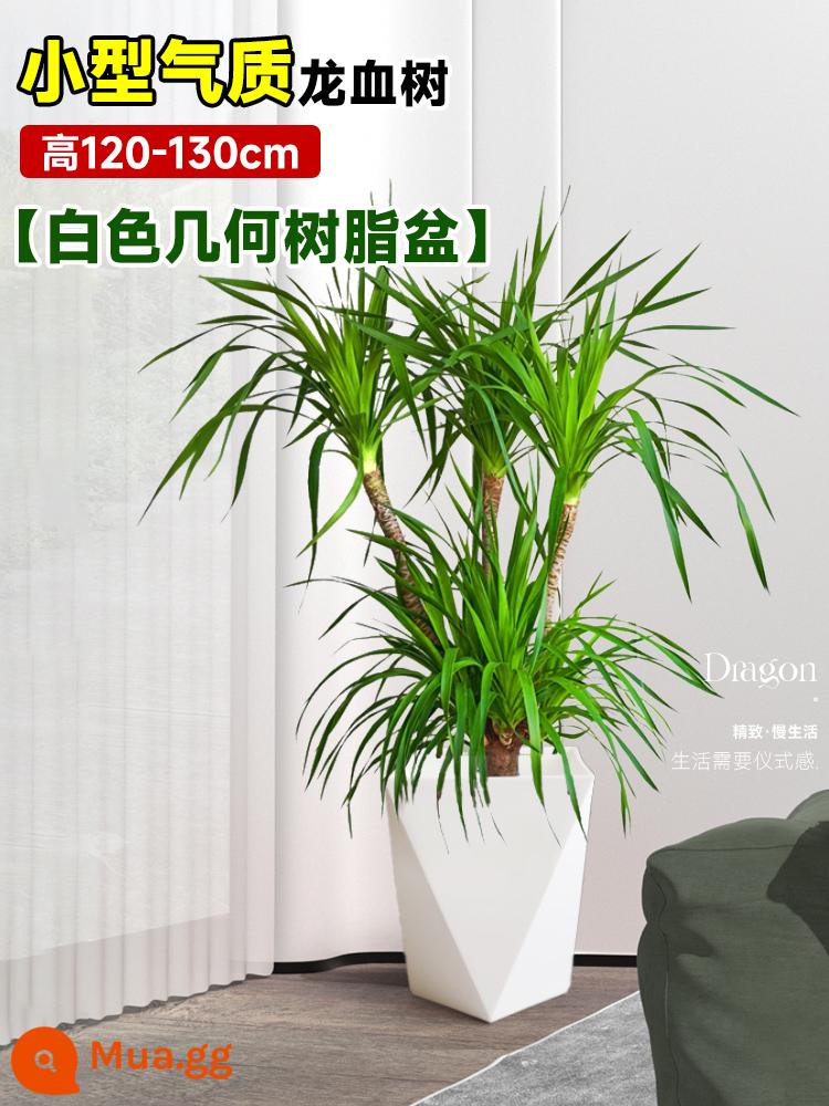 Dracaena chậu cây xanh trong nhà phòng khách lớn cây cảnh lớn hoa thật rồng sắt rồng râu cây văn phòng sàn nhà máy - Cây máu rồng nhỏ tính khí 120-130cm [chậu nhựa hình học màu trắng]