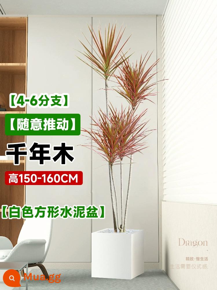 Dracaena chậu cây xanh trong nhà phòng khách lớn cây cảnh lớn hoa thật rồng sắt rồng râu cây văn phòng sàn nhà máy - Millennium Wood 4-6 đầu 1.5-1.6 mét - chậu xi măng vuông trắng