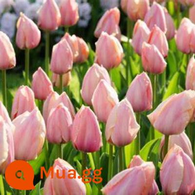 Tulip bóng lớn nhập khẩu cánh kép trồng thủy canh bốn mùa ra hoa 5 năm độ bóng nuôi cấy đất trồng hoa hạt giống trồng trong chậu - [95% Khách Hàng Lựa Chọn] Van Yick Màu Thịt 5 Viên + Phân Bón