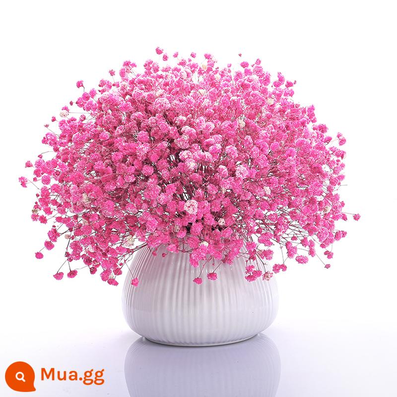 Gypsophila khô bó hoa trang trí trang trí nhà phòng khách trang trí phòng ngủ bó lớn tự nhiên làm khô bằng không khí với bình hoa miễn phí vận chuyển - Hoa Hồng Đỏ Gypsophila + Không Bao Gồm Chai