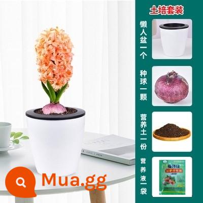 Bộ thủy canh hạt giống lục bình trong nhà và ngoài trời dễ trồng, dễ sống, trồng đất thủy canh chịu lạnh cây trồng trong chậu hạt giống hoa - 1 quả cam + chậu lười + đất dinh dưỡng + dung dịch dinh dưỡng