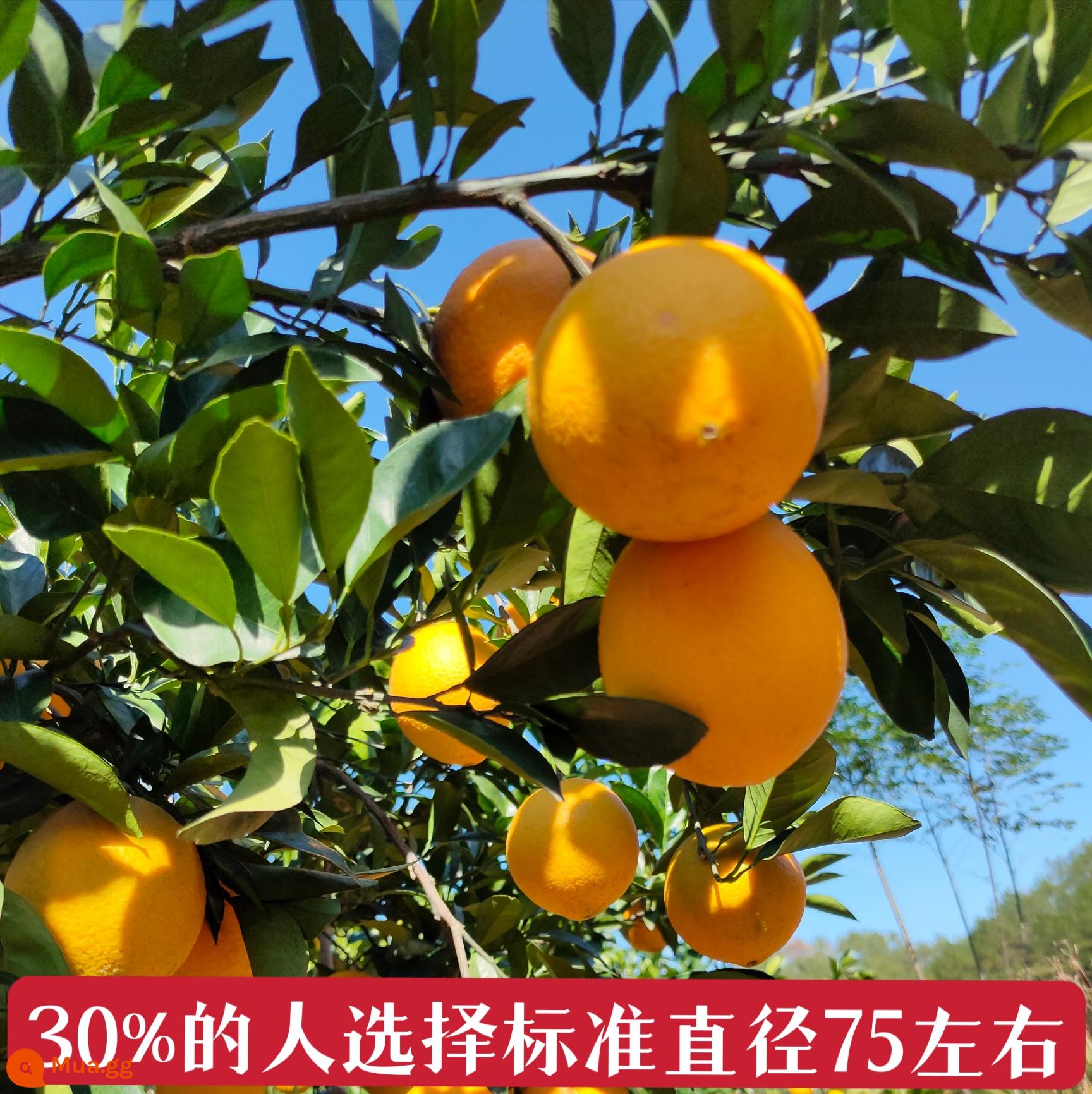 Jiangxi Gannan Navel Orange Ganzhou xin - 75mm (bao gồm)-80mm (không bao gồm)