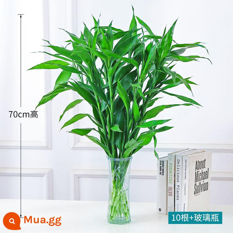 Cây tre may mắn thủy canh chuyển hoa tre và cây xanh trong nhà chậu vàng giỏ sắn dây hoa thủy canh cây tài lộc phòng khách - [Bao gồm chai] Tre may mắn chọn lọc 70CM 10 cây + dung dịch dinh dưỡng miễn phí