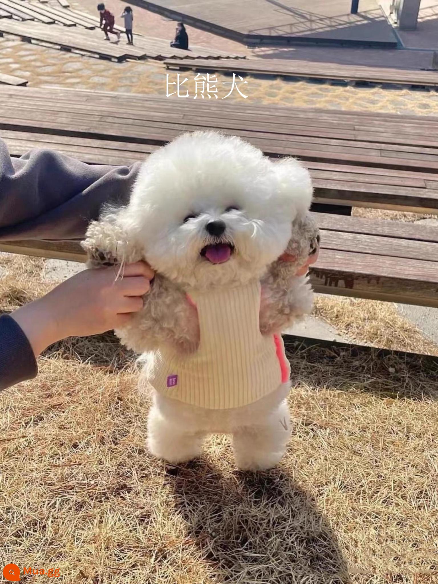 Chó con Bichon Frise thuần chủng nhỏ Bichon Frise không lớn tai bay chó tách trà sống chó nhỏ chó cưng trong nước - Trắng