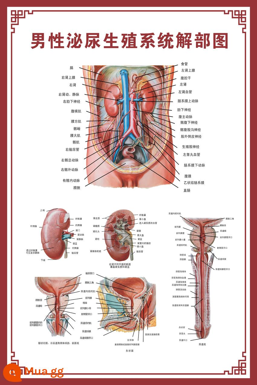 Sơ đồ giải phẫu hệ thống sinh dục nữ sơ đồ bệnh viện áp phích treo tường tử cung áp phích phụ khoa sơ đồ bệnh cổ tử cung - hệ thống sinh dục nam