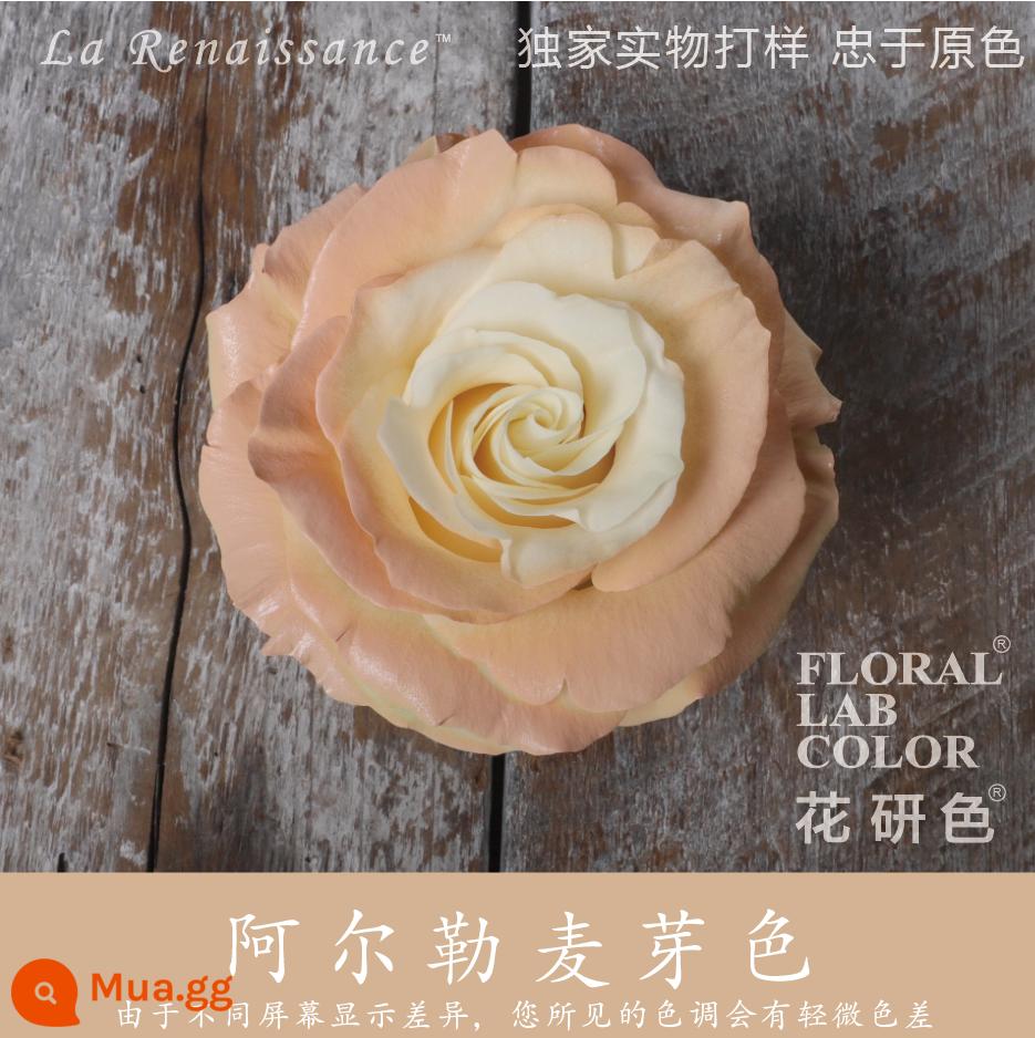 Flower Research color phun sơn phun màu đại lý thuốc nhuộm tóc chính hãng Michigan crush ice blue cao cấp màu Morandi - Màu mạch nha Arles 30#