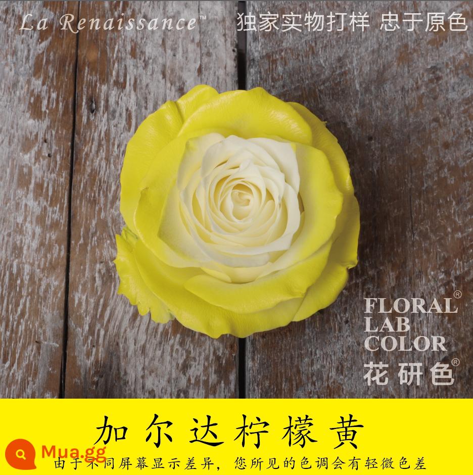 Flower Research color phun sơn phun màu đại lý thuốc nhuộm tóc chính hãng Michigan crush ice blue cao cấp màu Morandi - Vàng chanh 58# Garda Vàng chanh