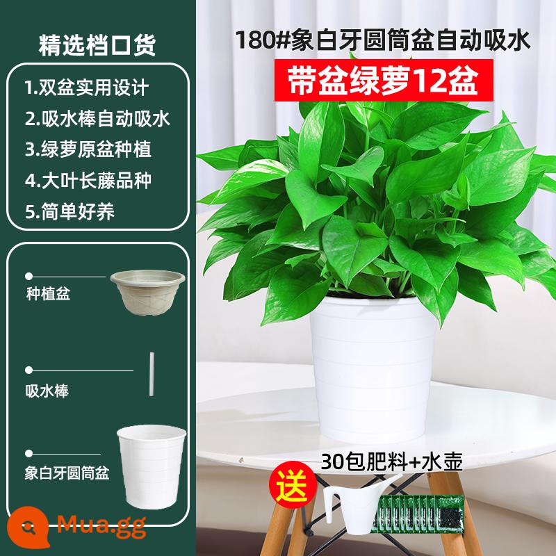 Cây kudzu vàng loại bỏ formaldehyd Cây trồng trong chậu thanh lọc không khí trong nhà hoa xanh Luo nhà mới Cây kudzu vàng hấp thụ formaldehyde - 12 chậu [180# Chậu ren trắng tự động hút nước] Ấm đun nước miễn phí + 30 gói phân bón