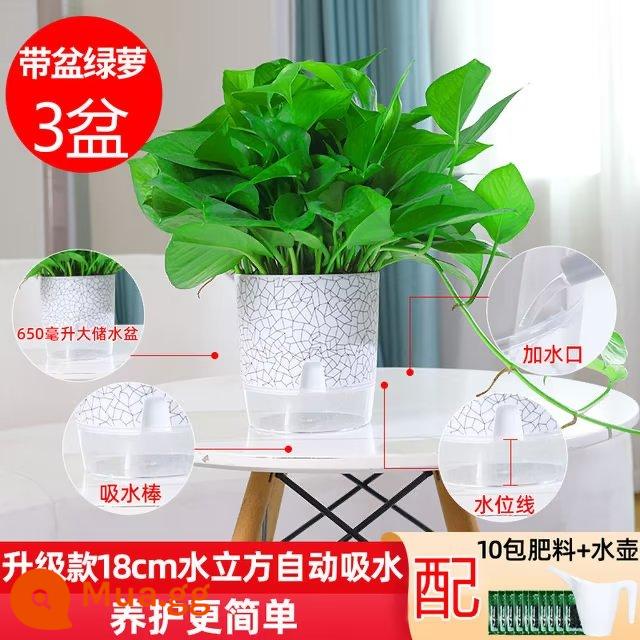 Chậu cây kudzu vàng trồng trong nhà loại bỏ formaldehyde, dễ trồng Cây dây leo dài kudzu vàng cho nhà mới, chậu cây xanh lớn hút formaldehyde trong gia đình - 3 chậu [chậu tự hút nước 180#] + chậu + 10 bao phân bón