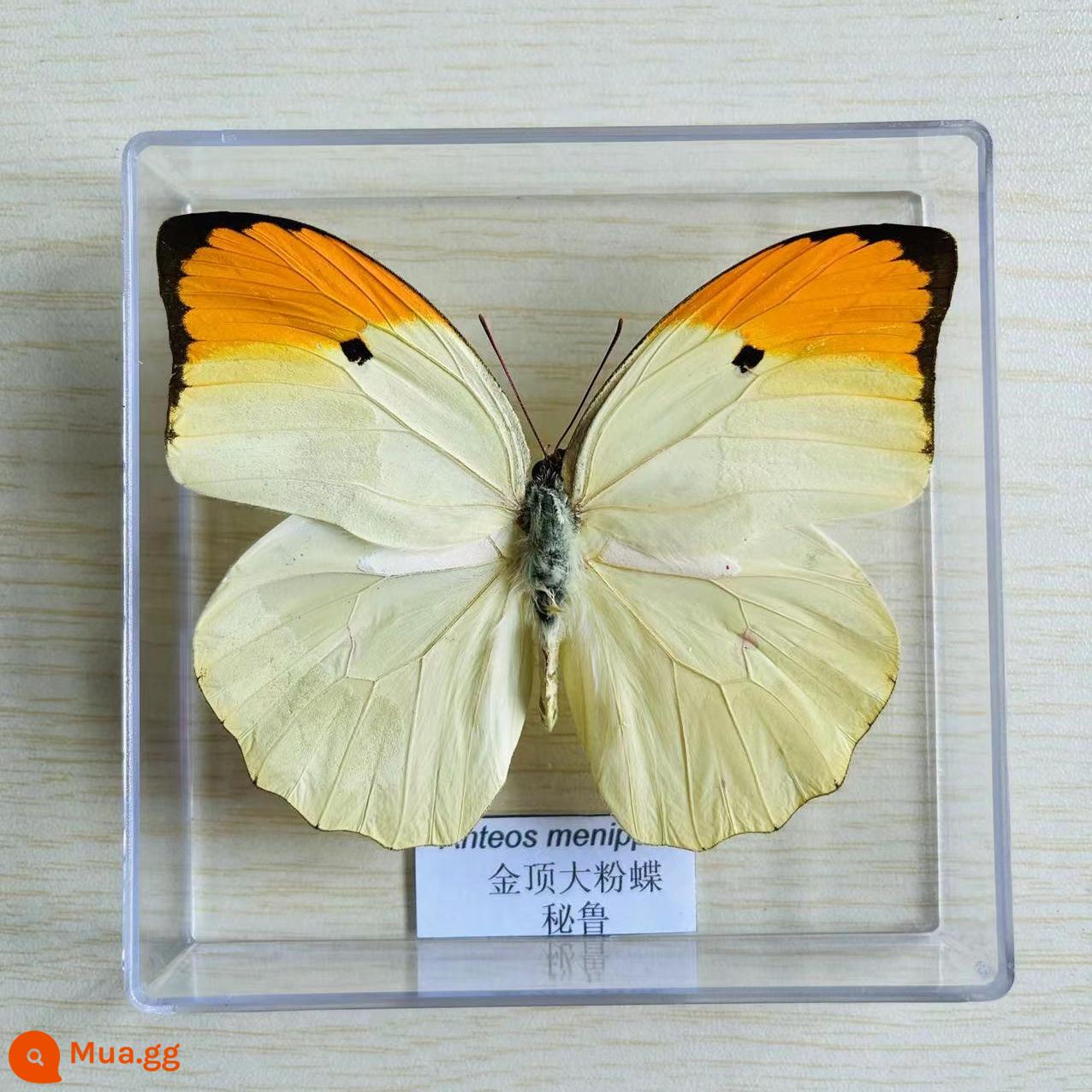 Bướm Fairy Butterfly Đặc điểm kỹ thuật Thông số kỹ thuật thực sự Đặc điểm kỹ thuật côn trùng Bướm - Bướm trắng mào vàng mai