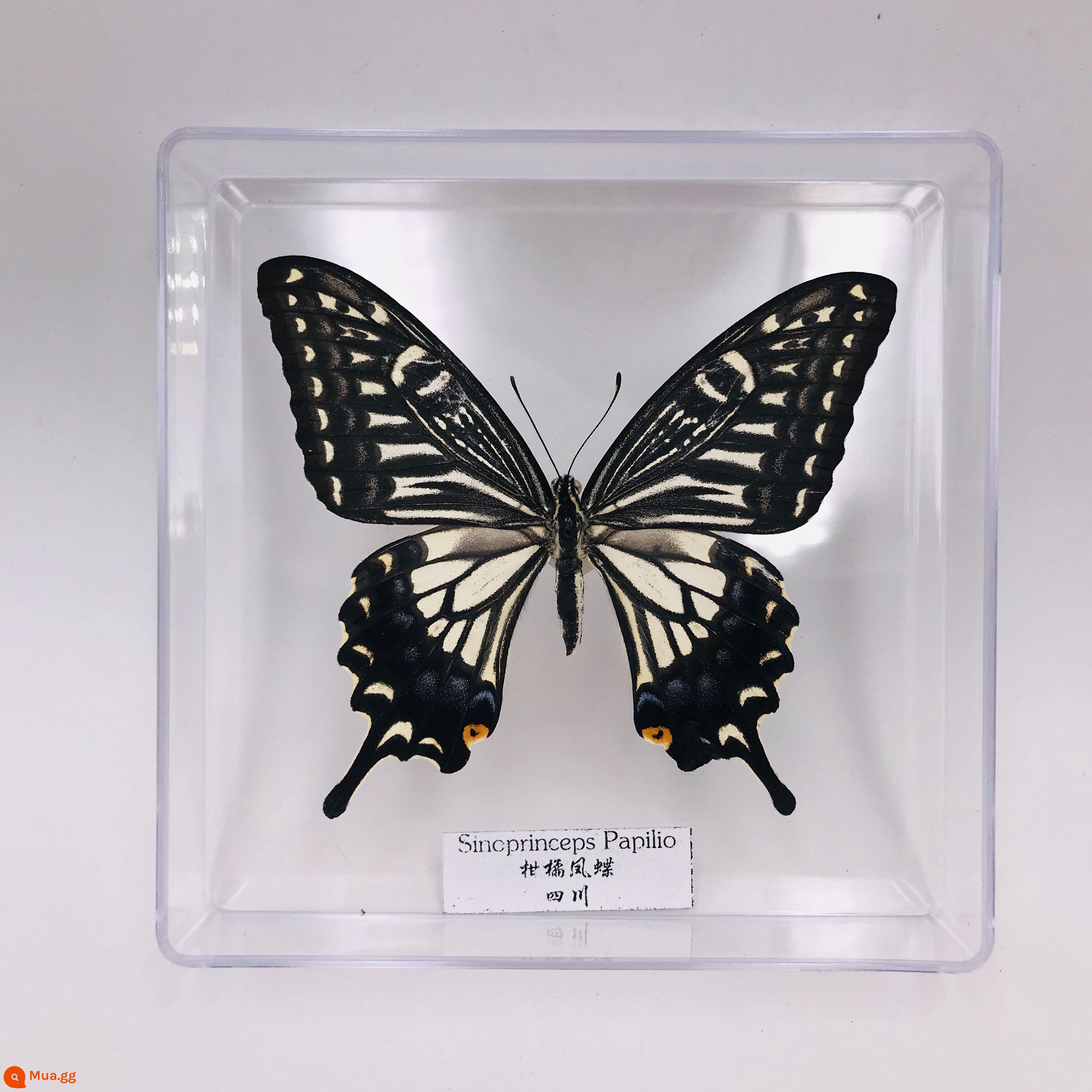 Bướm Fairy Butterfly Đặc điểm kỹ thuật Thông số kỹ thuật thực sự Đặc điểm kỹ thuật côn trùng Bướm - bướm bướm cam quýt màu hạt dẻ