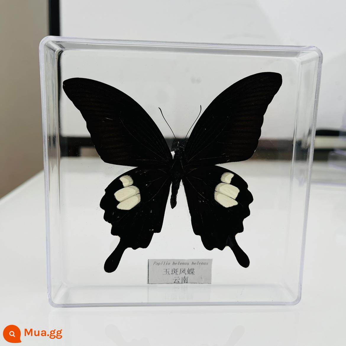 Bướm Fairy Butterfly Đặc điểm kỹ thuật Thông số kỹ thuật thực sự Đặc điểm kỹ thuật côn trùng Bướm - Bướm Én Ngọc Nâu