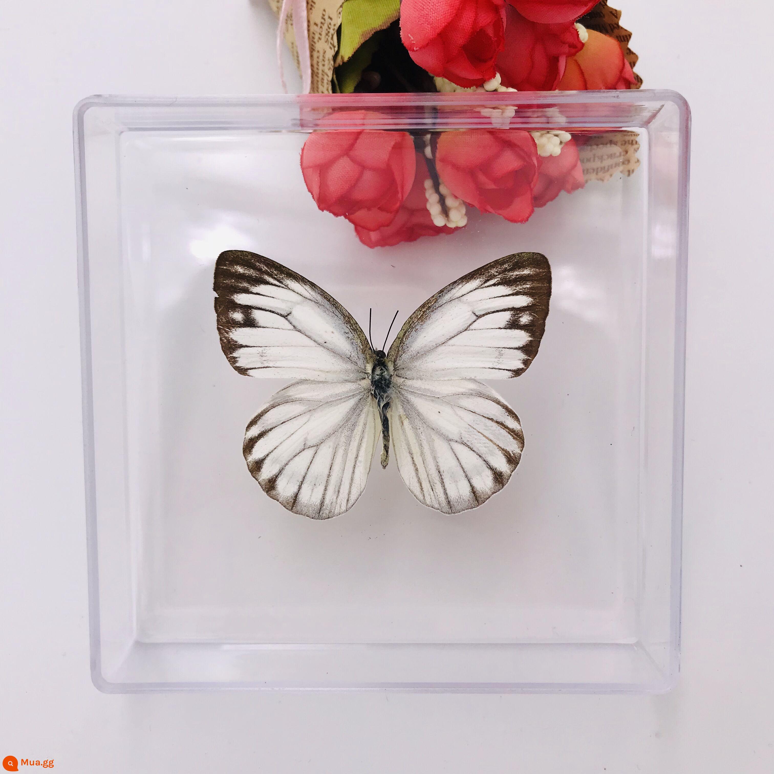 Bướm Fairy Butterfly Đặc điểm kỹ thuật Thông số kỹ thuật thực sự Đặc điểm kỹ thuật côn trùng Bướm - Bướm trắng gân đen màu mơ