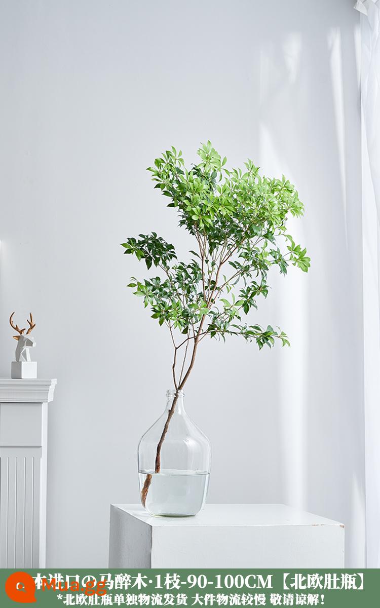 Ngựa say xỉn gỗ Nhật Bản nhập khẩu cây thủy canh cây tươi -Hoa phòng khách Plroponic Green Plant Flowers - Gỗ say ngựa nhập khẩu 1 chiếc 90-100cm [Bình bụng Bắc Âu]