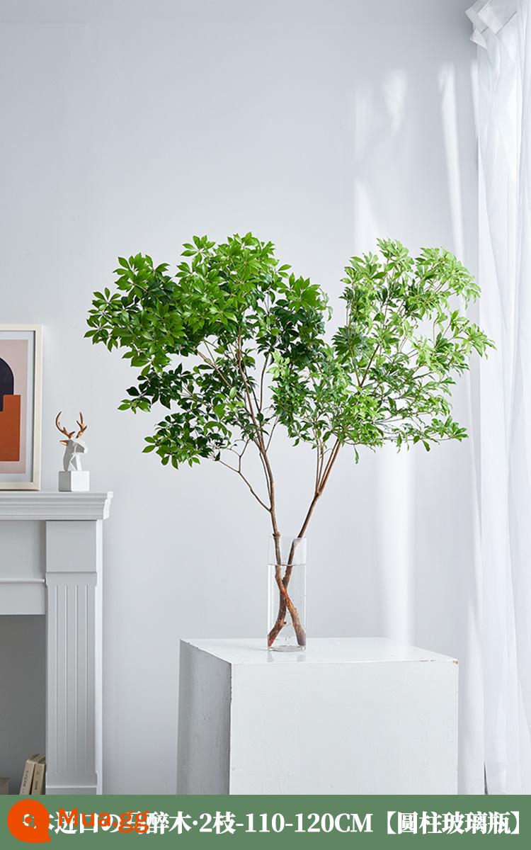 Ngựa say xỉn gỗ Nhật Bản nhập khẩu cây thủy canh cây tươi -Hoa phòng khách Plroponic Green Plant Flowers - Nhập khẩu 2 miếng gỗ say ngựa 110-120cm [chai thủy tinh trụ]