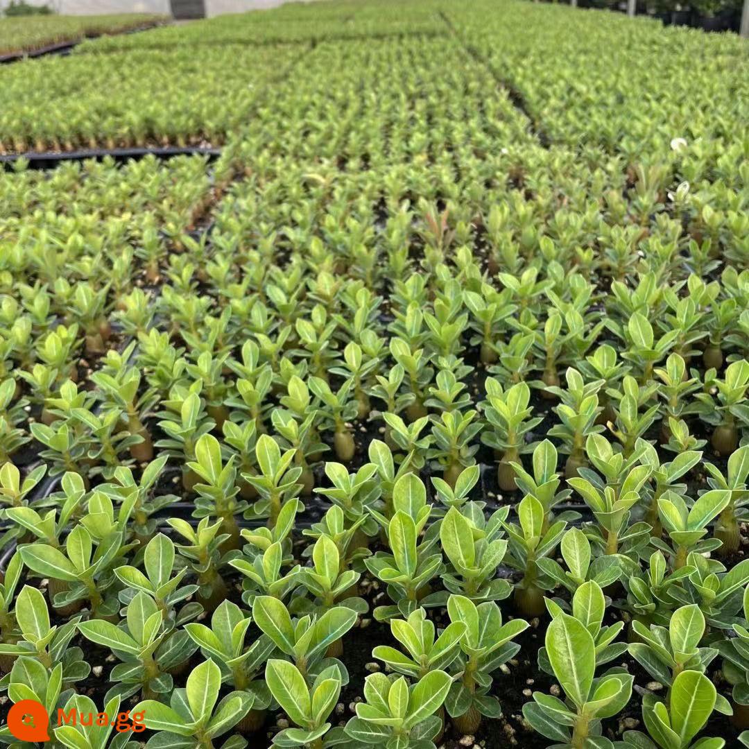 Cây giống hoa hồng sa mạc trồng trong chậu nở hoa quanh năm ngoài sân, ban công trong nhà và ngoài trời, hoa và cây xanh dễ trồng, hoa hồng sa mạc - 6 cây giống hoa hồng sa mạc (6 cây không cần đất)