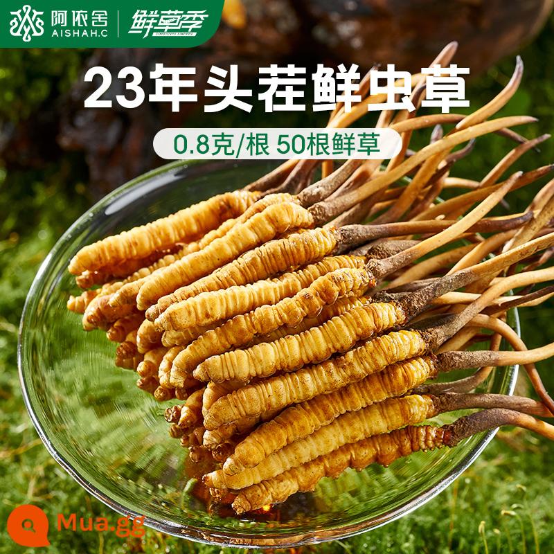 Aishe Cordyceps sinensis chính hãng Đông Trùng Hạ Thảo hàng khô hộp quà tặng 10g 4 que/g cửa hàng flagship chính thức - 0,8g/gốc [50 củ cỏ tươi]