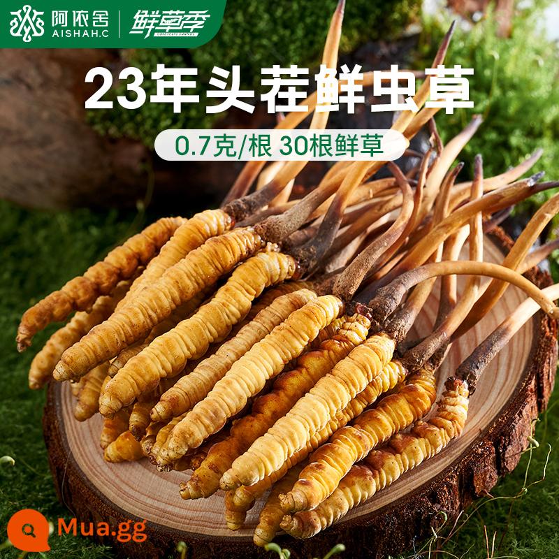 Aishe Cordyceps sinensis chính hãng Đông Trùng Hạ Thảo hàng khô hộp quà tặng 10g 4 que/g cửa hàng flagship chính thức - 0,7g/gốc [30 củ cỏ tươi]