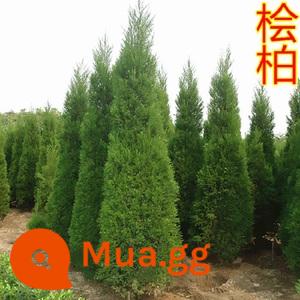 Cây bách tháp, cây non pinyon và arborvitae, cây bách xù, cây thông chùa và cây bách rồng, cây bách hinoki cây bách chịu lạnh bốn mùa phủ xanh dự án - Tabasco chất lượng cao: 2,5 mét trở lên (đã bao gồm bột tạo rễ)