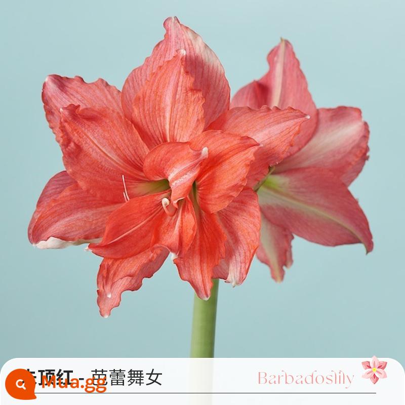 Cầu vồng, Việt Nam, Châu Phi, Peru Hippeastrum nhập khẩu củ hoa đôi, củ lớn, ma Alfred, diễn viên hài Tika, bán trước - [Giá gốc 69 nhân dân tệ] Amaryllis Ballerina Nam Phi (22/24)