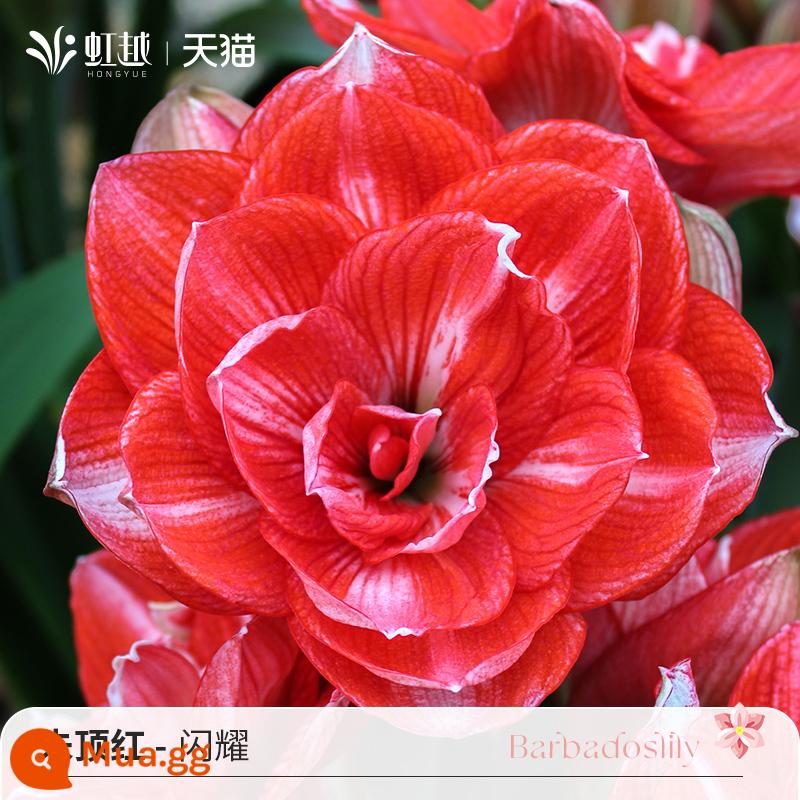 Cầu vồng, Việt Nam, Châu Phi, Peru Hippeastrum nhập khẩu củ hoa đôi, củ lớn, ma Alfred, diễn viên hài Tika, bán trước - [Giá gốc 85 nhân dân tệ] Amaryllis Hà Lan lấp lánh (28/30)