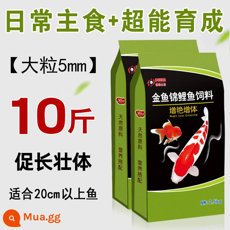 Thức ăn cho cá koi tăng màu tăng cơ vỗ béo cá vàng thức ăn cho cá kích thước hạt thức ăn cho cá nuôi cá cảnh thức ăn đặc biệt cho cá - ★Giá trị lớn [10 catties/Trồng + Thức ăn chủ yếu] Ngũ cốc lớn 5mm