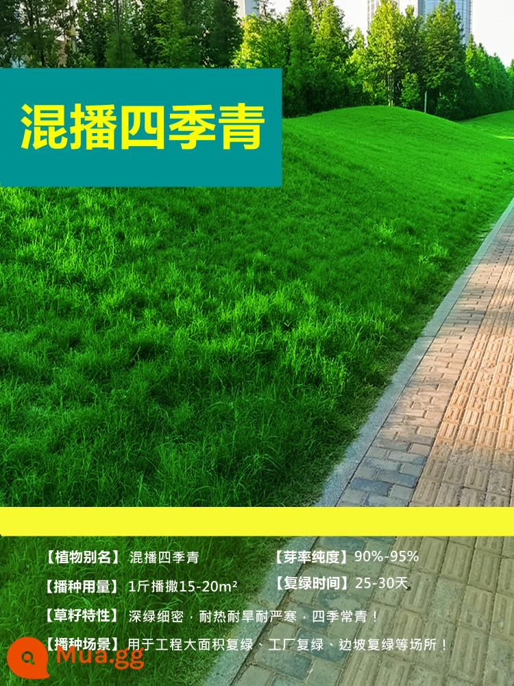 Hạt giống cỏ cỏ bốn mùa thường xanh bảo vệ mái dốc Bermudagrass Manila thảm cỏ sân vườn phủ xanh hạt giống cỏ lúa mạch đen - Nhập khẩu Sijiqing hỗn hợp 5kg [Tiết kiệm]