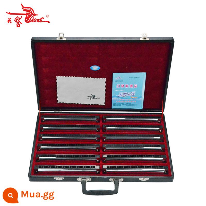 Bộ kèn harmonica đa âm 24 lỗ thiên nga chơi chuyên nghiệp 7 giai điệu/12 giai điệu ABCDEFGA#C#D#F#G#tune hộp quà tặng - Bộ 12 tông + túi đựng đàn