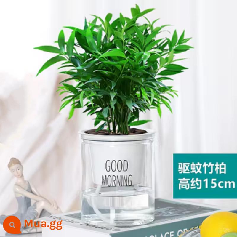 Kim Cương Vàng Chậu Vàng Kudzu Cây Hoa Trong Nhà Xanh Công Chúa Thủy Canh Tăng Trưởng Tốt Văn Phòng Nhà Mới Hấp Thụ Formaldehyde - Tre và bách đuổi muỗi + chậu chào buổi sáng + 2 dung dịch dinh dưỡng