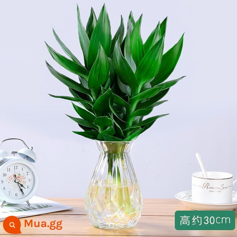 Cây thủy canh tre may mắn Tre Guanyin có rễ hoa và cây xanh kudzu vàng trong nhà chuyển chậu tre trồng thủy canh - [Vận chuyển kèm rễ] 3 cây trúc Quan Âm (chai kim cương) + dung dịch dinh dưỡng