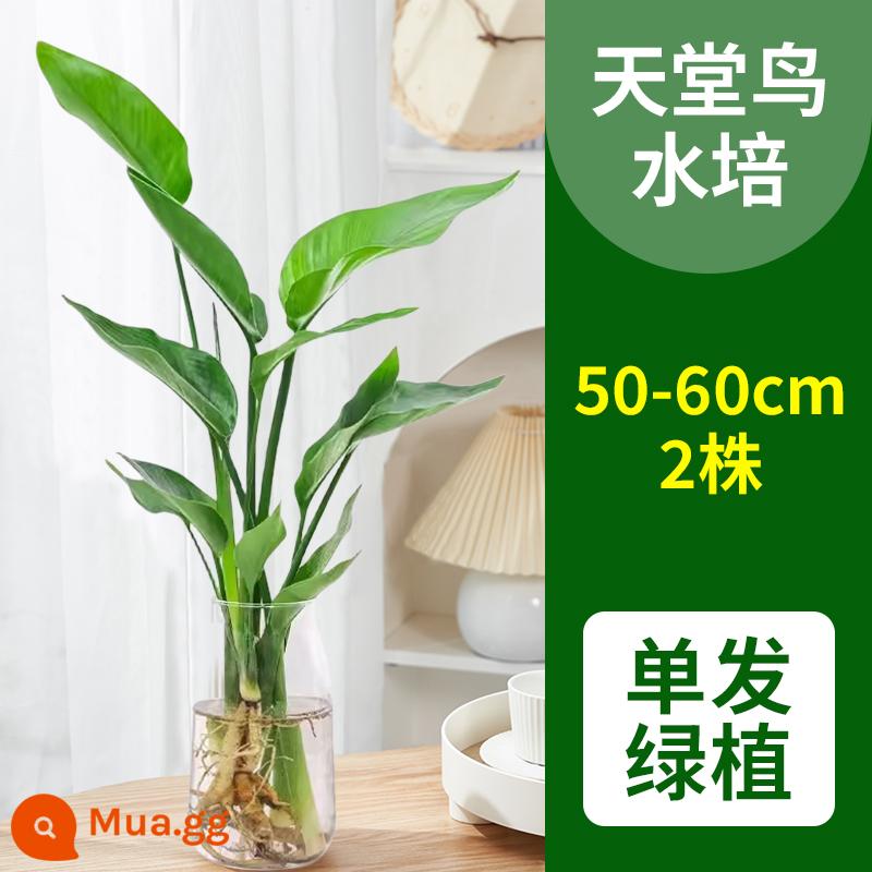 Chim thiên đường chậu hoa trong nhà dễ trồng thủy canh không cần đất để bàn Strelitzia reginae phòng khách cây xanh hấp thụ formaldehyde - Cây đơn - chim thiên đường cao 50-60cm [2 cây] không bình